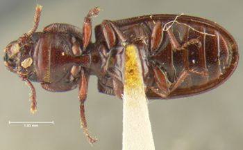 Media type: image;   Entomology 24478 Aspect: habitus ventral view